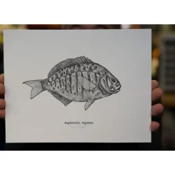 Shop All^ Ben Engle Surfperch Print - Your Premium Fishing Gear Store Rods Lines Baits Accessories