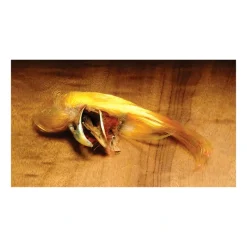 Fly Fishing^ Golden Pheasant Crest - Your Premium Fishing Gear Store Rods Lines Baits Accessories