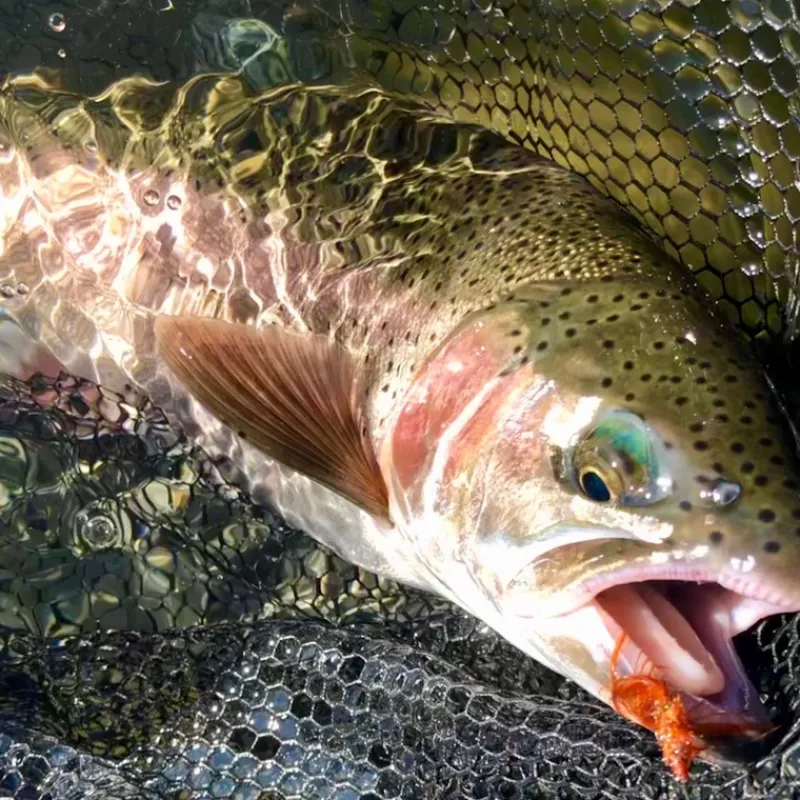 LCO River Specific Fly Packs (Trout) - Your Premium Fishing Gear Store Rods Lines Baits Accessories* Cheap