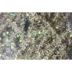 Midge Cactus Chenille - Your Premium Fishing Gear Store Rods Lines Baits Accessories* Best