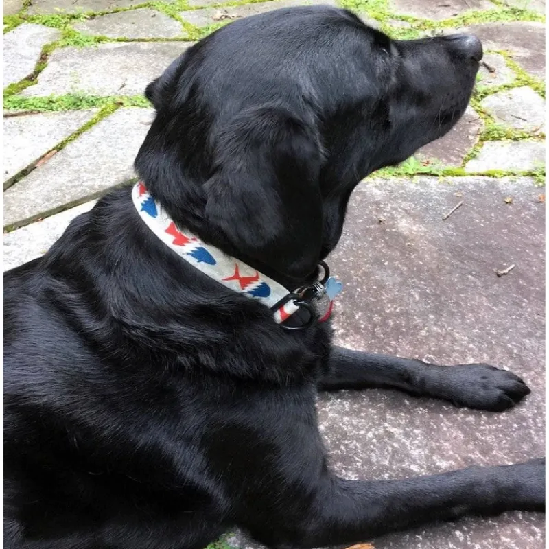 Pesca Muerta Dog Collar - Your Premium Fishing Gear Store Rods Lines Baits Accessories* Sale